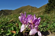 28 Fiori di Colchico autunnale ( Colchicum autumnale)